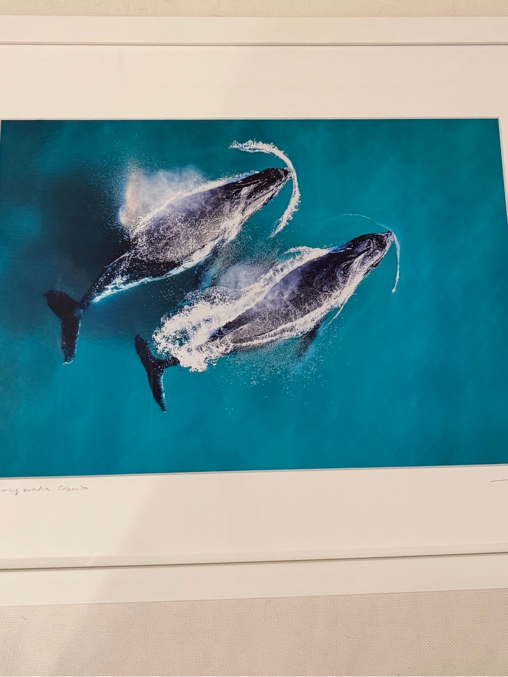 Aquabumps Swimming Buddies Cabarita Framed Print